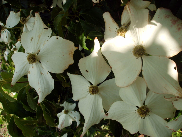 CORNUS BLOEI 2013 001