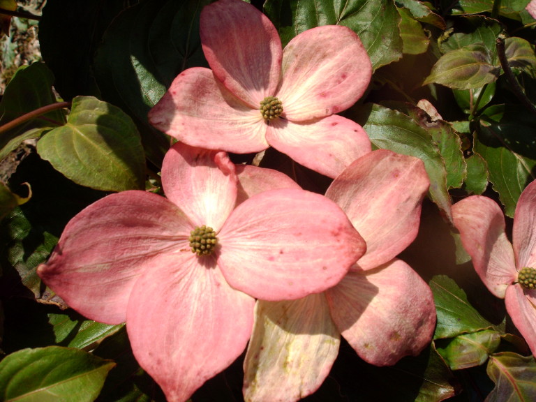 CORNUS BLOEI 2013 004