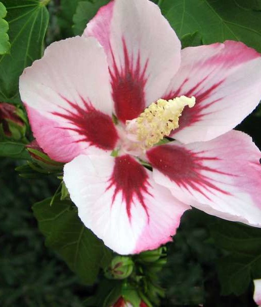 Hibiscus syriacus Hamabo