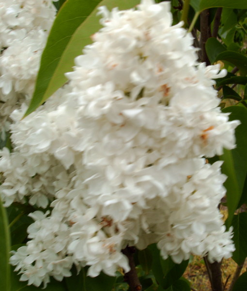 PLANT 006