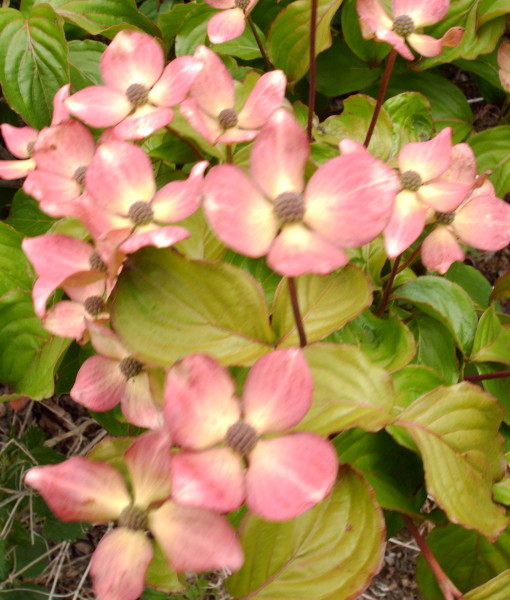 PLANT 012