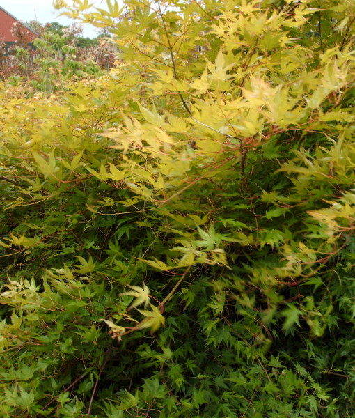 PLANT 013