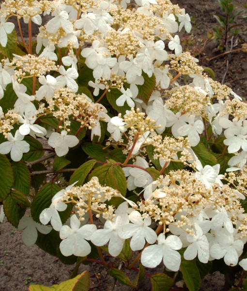 PLANT 015