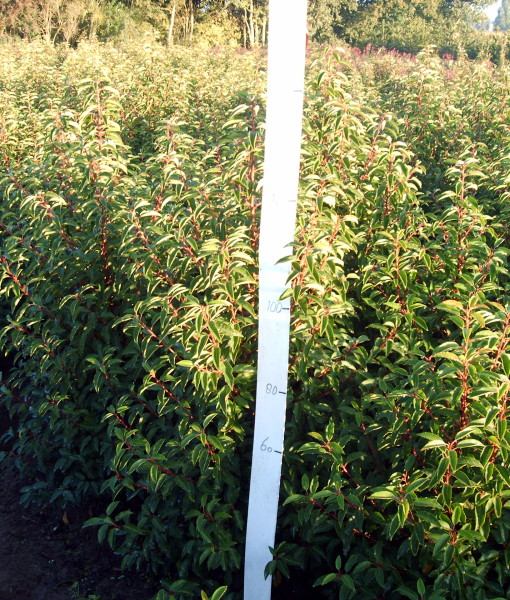 Prunus lus. Angustifolia okt. 2013 001 Prunus lus. Angustifolia okt. 2013 001