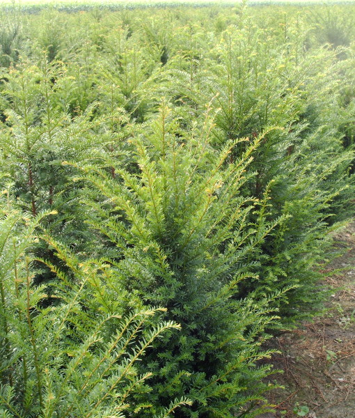 Taxus baccata (3-jr. +verplant ) 2013 004 Taxus baccata (3-jr. +verplant ) 2013 004