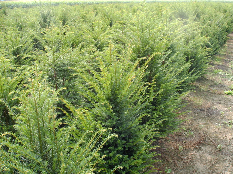 Taxus baccata (3-jr. +verplant ) 2013 004