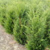 Taxus baccata (3-jr. +verplant ) 2013 005