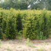 Taxus baccata (3-jr. +verplant ) 2013 006