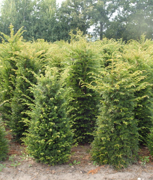 Taxus baccata (3-jr. +verplant ) 2013 007 Taxus baccata (3-jr. +verplant ) 2013 007