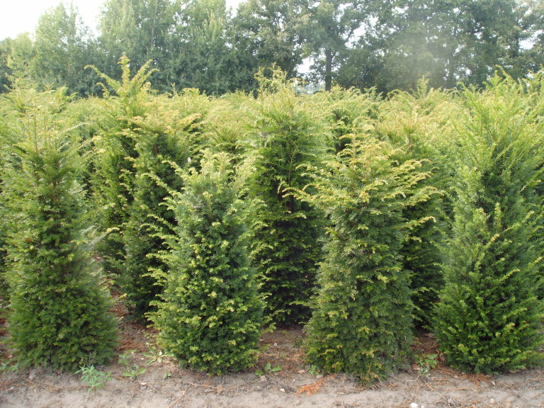 Taxus baccata (3-jr. +verplant ) 2013 007