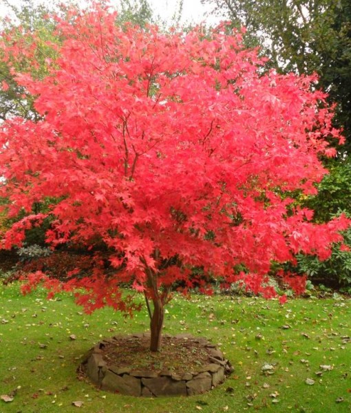 acer-palmatum-osakazuki