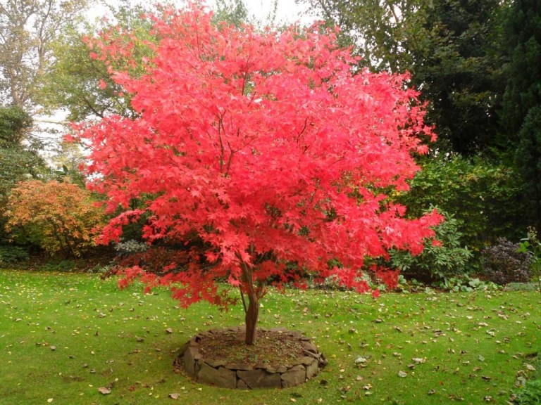 acer-palmatum-osakazuki