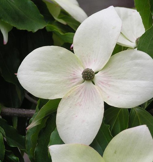 cornus kousa teutonia