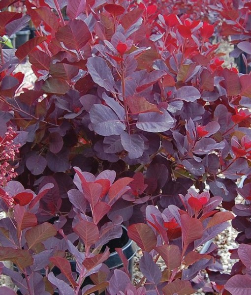 cotinus royal purple