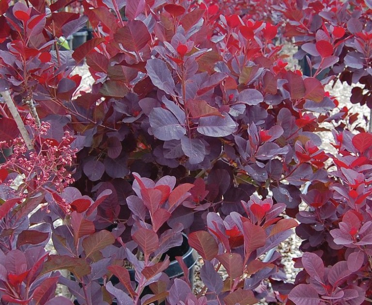 cotinus royal purple