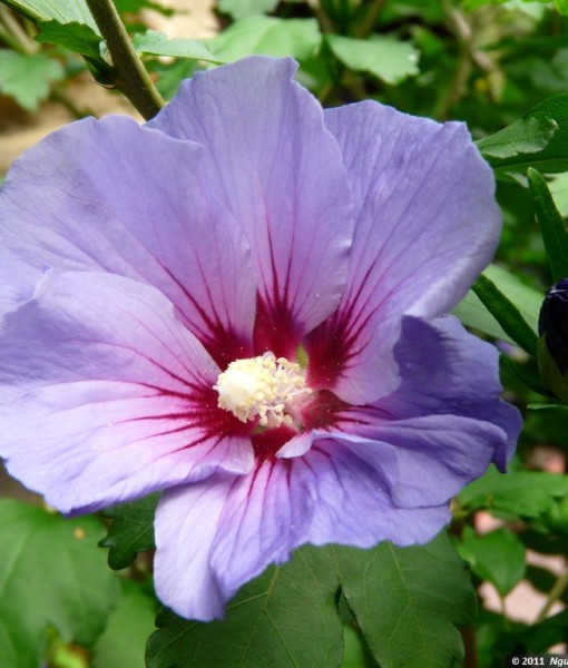 hibiscus oiseau bleu