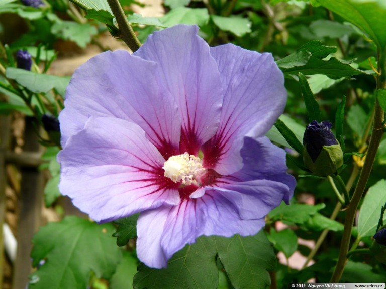 hibiscus oiseau bleu