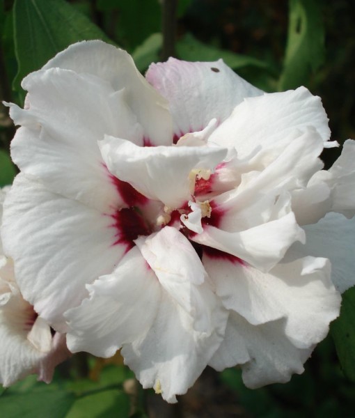 hibiscus speciosus