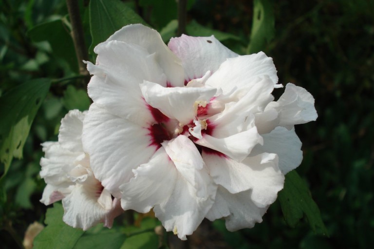 hibiscus speciosus