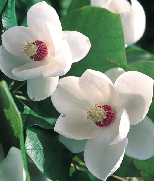 magnolia sieboldii
