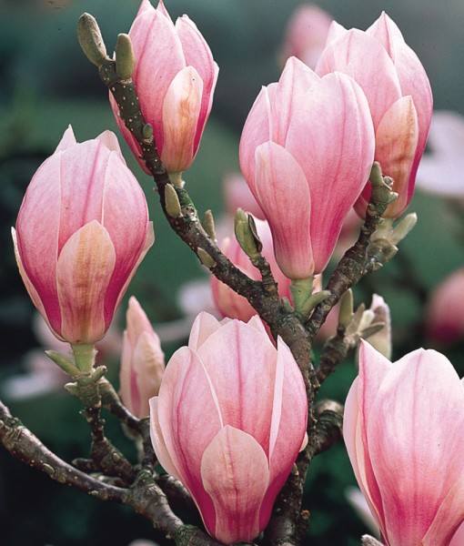 magnolia soulangeana