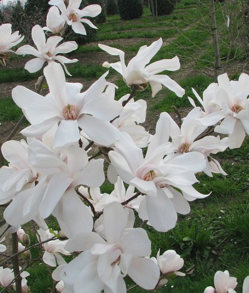 magnolia-x-loebneri-merrill-03