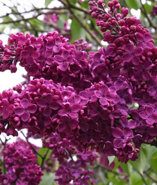 Edelflieder  ‘Andenken an Ludwig Späth’ – Syringa vulgaris ‘Andenken an Ludwig Späth’