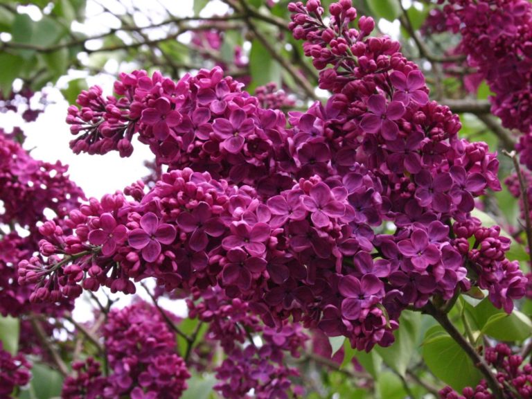 Edelflieder  ‘Andenken an Ludwig Späth’ – Syringa vulgaris ‘Andenken an Ludwig Späth’