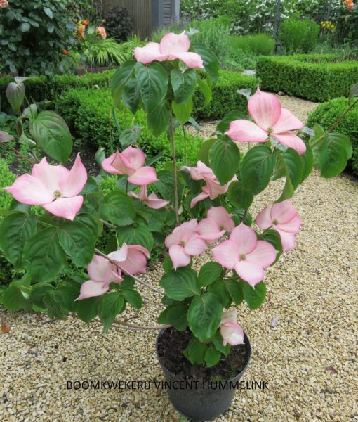 Cornus Rosy Teacups 2 Cornus Rosy Teacups 2