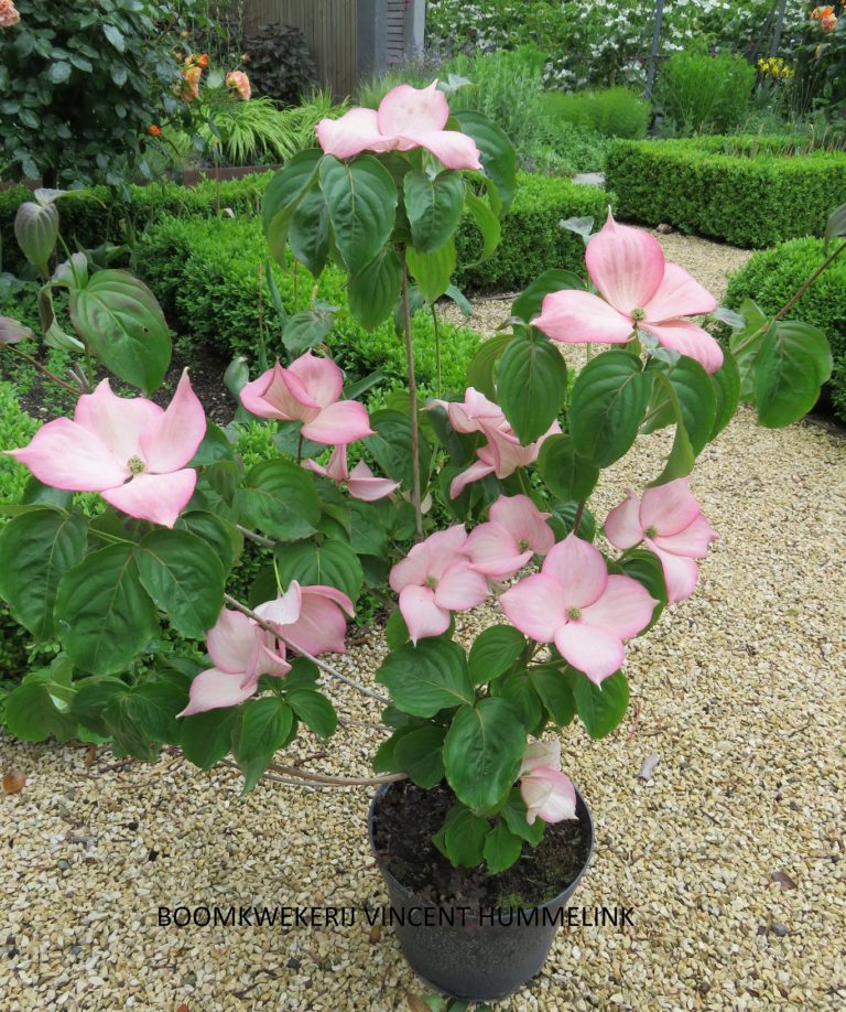 Cornus Rosy Teacups 2